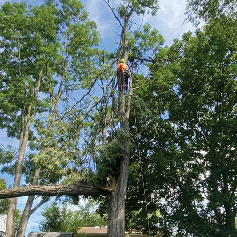 Love Tree Service LLC - Image -12