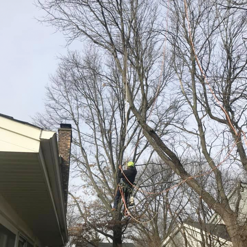 Love Tree Service LLC - Image -1